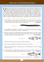 Chiave per il riconoscimento dei pesci