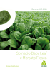 Spinacio Baby Leaf e Mercato Fresco