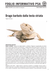 Drago barbuto dalla testa striata - Protezione Svizzera degli Animali