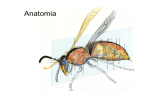Anatomia insetti - E