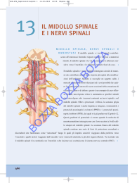 L`anteprima del capitolo 13 dedicato a midollo spinale e nervi