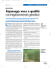 Asparago: resa e qualità col miglioramento genetico