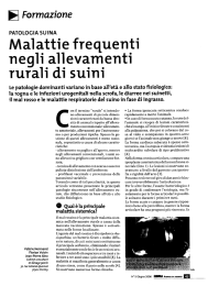 Malattie frequenti negli allevamenti rurali di suini