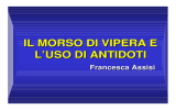 IL MORSO DI VIPERA E L`USO DI ANTIDOTI IL MORSO DI VIPERA