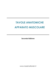 tavole anatomiche apparato muscolare