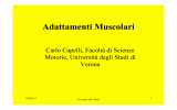 14.Adattamenti muscolari