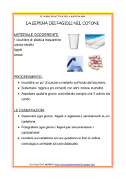 la semina dei fagioli nel cotone materiale occorrente