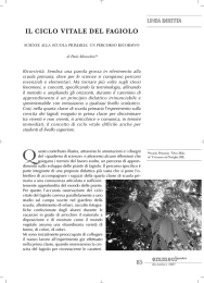 85 il ciclo vitale del fagiolo