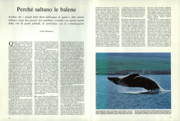 Perché saltano le balene