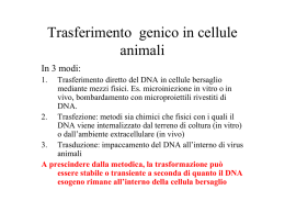 Trasferimento genico in cellule animali