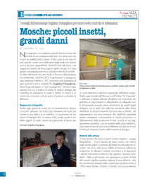 Mosche: piccoli insetti, grandi danni