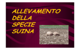 L`allevamento dei suini