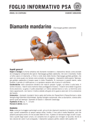 Diamante mandarino - Protezione Svizzera degli Animali PSA