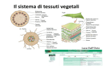 Il sistema di tessuti vegetali
