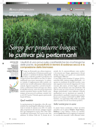 Sorgo per produrre biogas