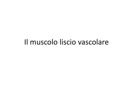 4 muscolo liscio vascolare