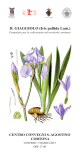 Il GIaGGIolo (Iris pallida lam.)