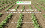 Fagiolo nano: esperienze di coltivazione in Friuli Venezia Giulia