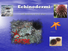 Echinodermi - Soglianamaldi.org