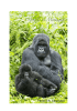 Itinerario dettagliato_I Gorilla di Montagna
