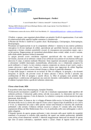 Agenti Biodeteriogeni – Poriferi I Poriferi, o spugne, sono organismi