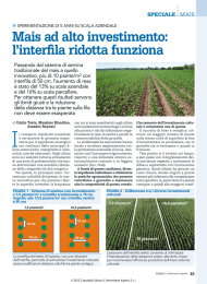 Mais ad alto investimento: l`interfila ridotta funziona