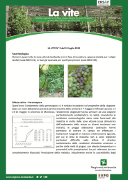 Difesa estiva di peronospora e oidio e difesa antibotritica