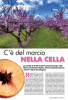 C`è del marcio NELLA CELLA