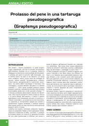 Prolasso del pene in una tartaruga pseudogeografica