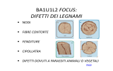 BA1U1L2 FOCUS: DIFETTI DEI LEGNAMI