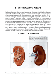 1 introduzione ai reni