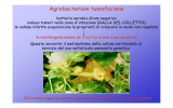 Ingegneria genetica Agrobacterium (Poma)
