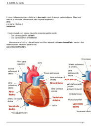 IL CUORE - Le cavità