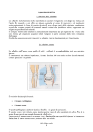 1 Apparato scheletrico Le funzioni dello scheletro Lo scheletro ha la