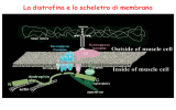 La distrofina e lo scheletro di membrana