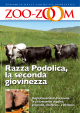 Razza Podolica, la seconda giovinezza Razza