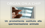 organ on a chip