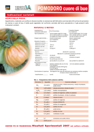 POMODORO cuore di bue