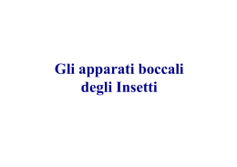 Apparato boccale pungente