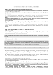 pomodoro da mensa in coltura protetta