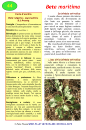 Beta maritima - Piante spontanee in cucina.info