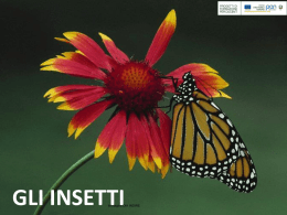 Gli insetti