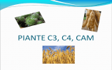 PIANTE C3, C4, CAM