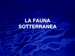 Presentazione sulla fauna sotterranea