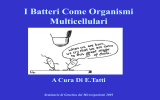 I Batteri come organismi multicellulari.(Introduzione).
