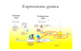 Presentazione x lezione bioingegneri 2010_ridotta_novembre_2