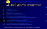 L`allevamento delle api regine