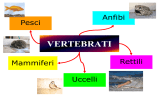 vertebrati - www.icbovolone.it
