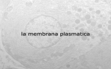 la membrana plasmatica - Università degli Studi di Verona