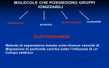 Elettroforesi in condizioni native – denaturanti